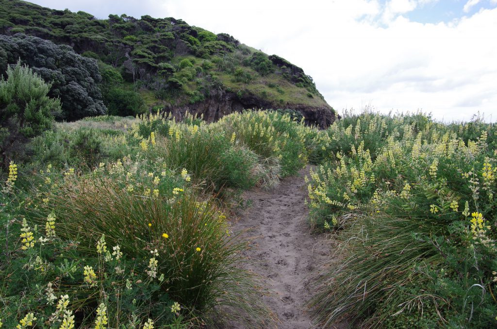 karekare_beach_path